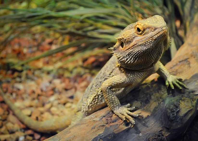bearded dragon tank setup