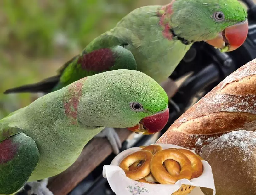 parrot food list