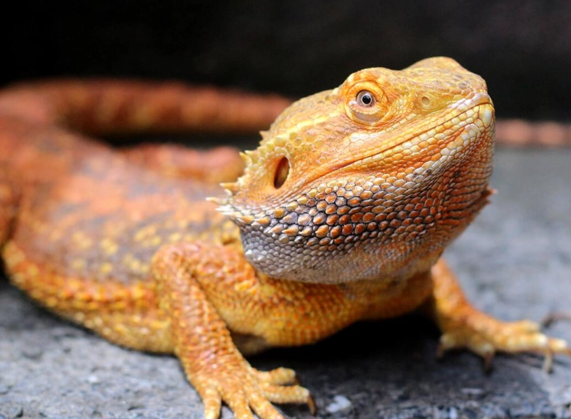 What keeps a bearded dragon happy?