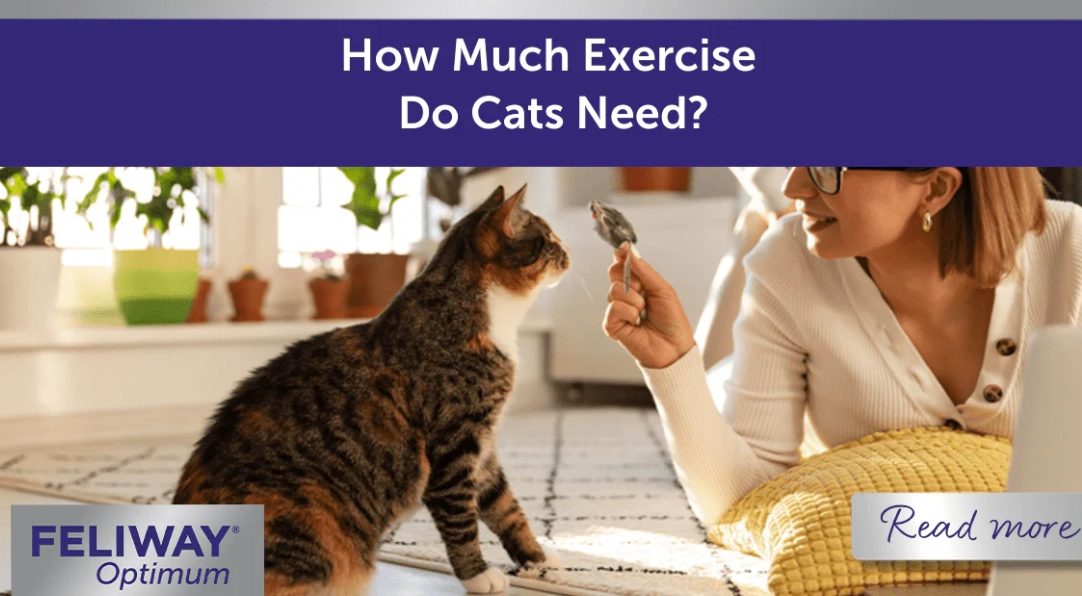 How much exercise do house cats need?
