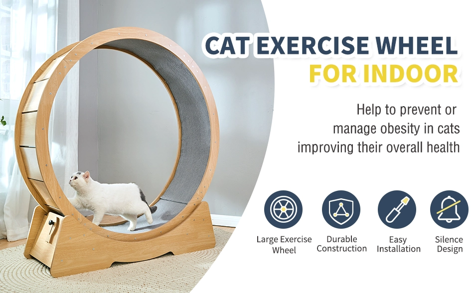cat exercise wheel