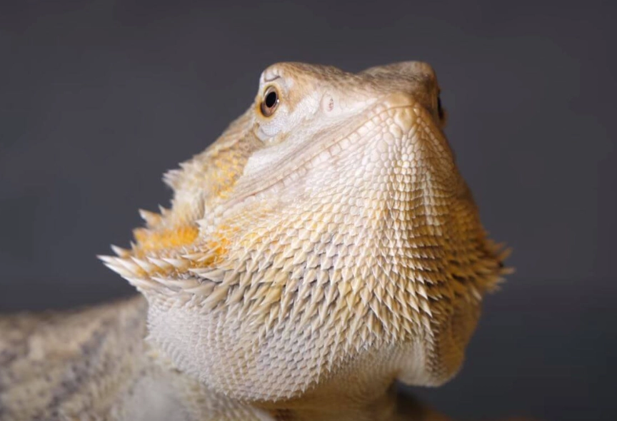 bearded dragon enrichment