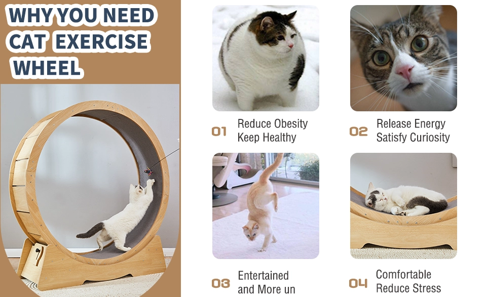 cat exercise needs