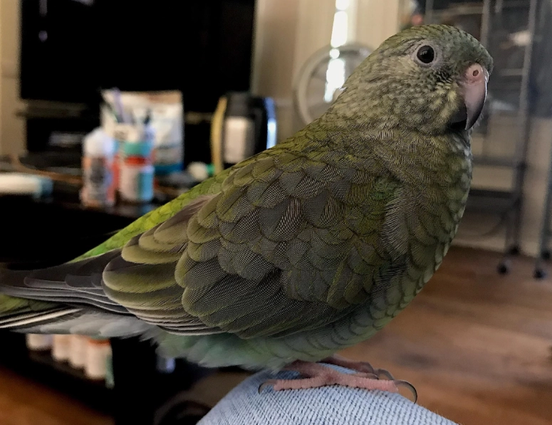 parrot settling in