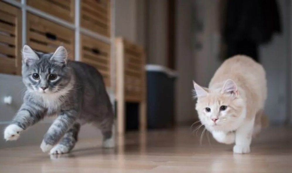 cat playtime guidelines