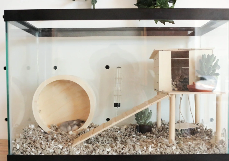 hamster habitat setup