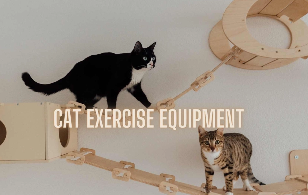 Indoor cat exercise equipment