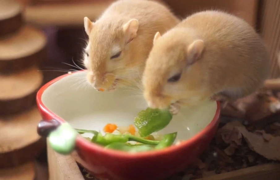 unsafe gerbil diet