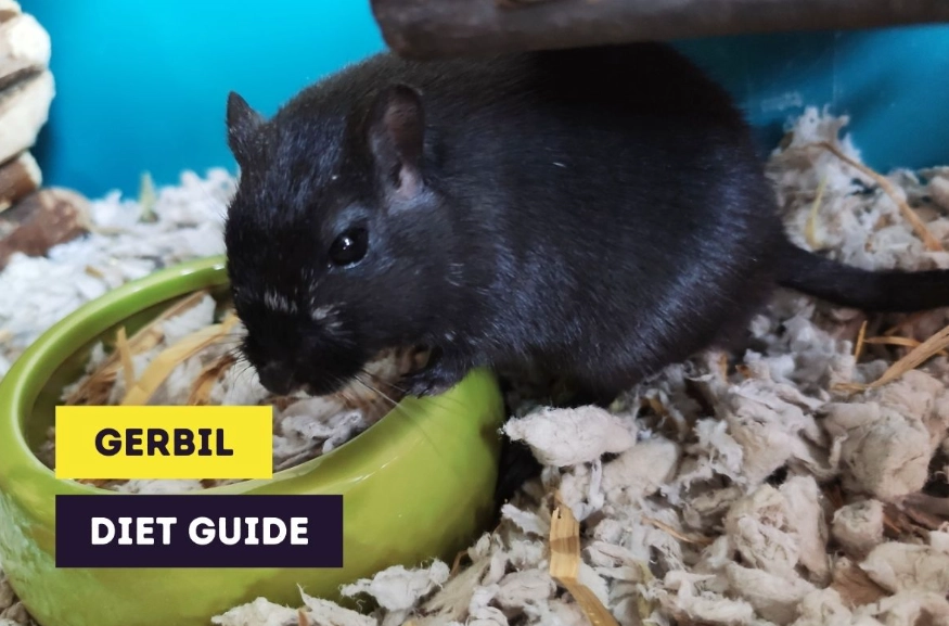 what can gerbils eat what can gerbils eat