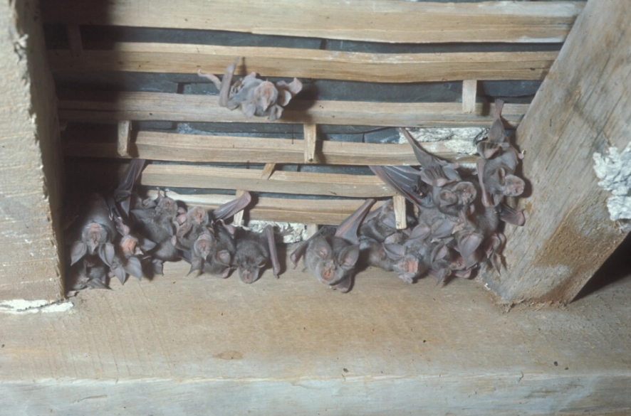 attract bats to garden