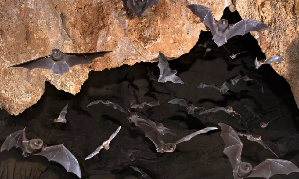 Bat Habitat Guide: Build, Protect & Attract Bats Naturally