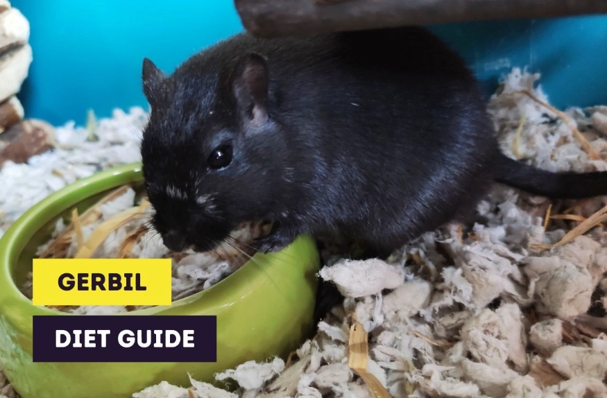 best food for gerbils