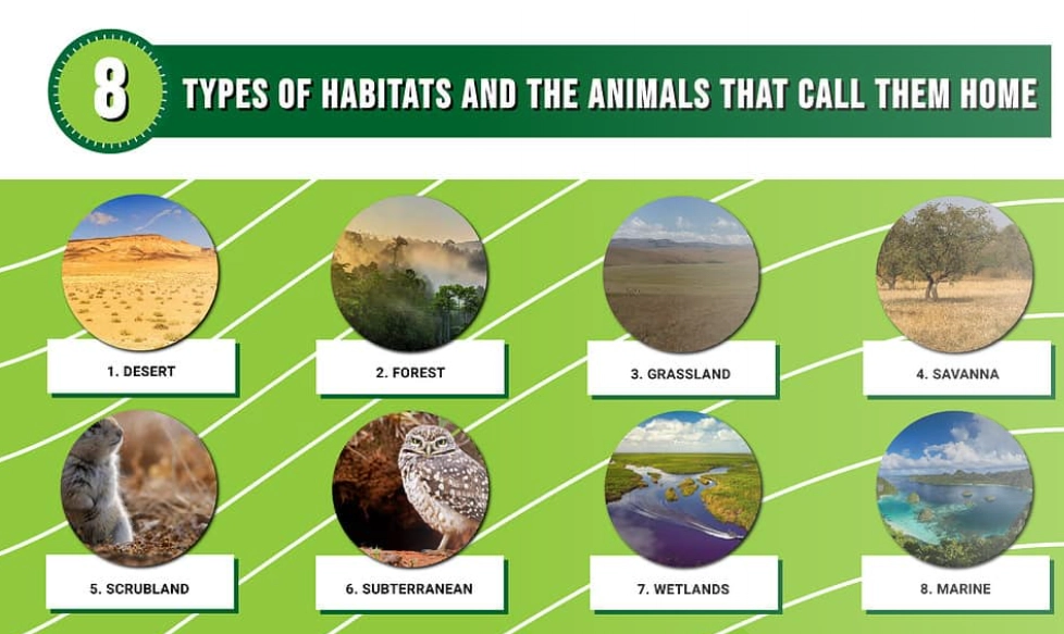 hamster habitat ideas