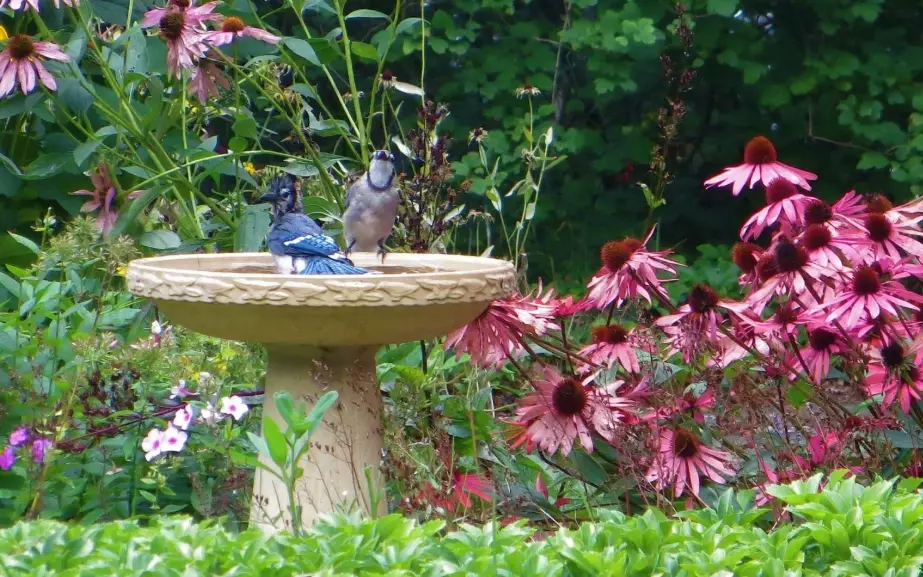 how to attract birds