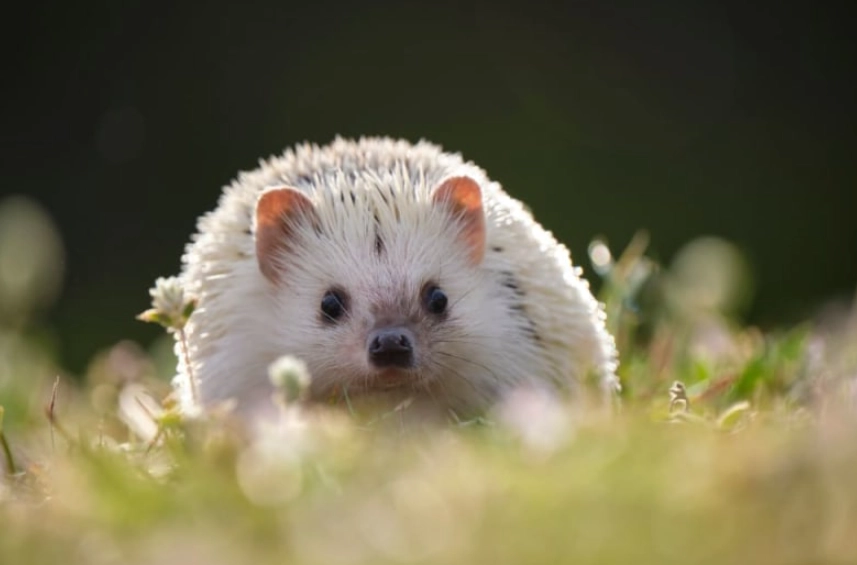 low maintenance small pets