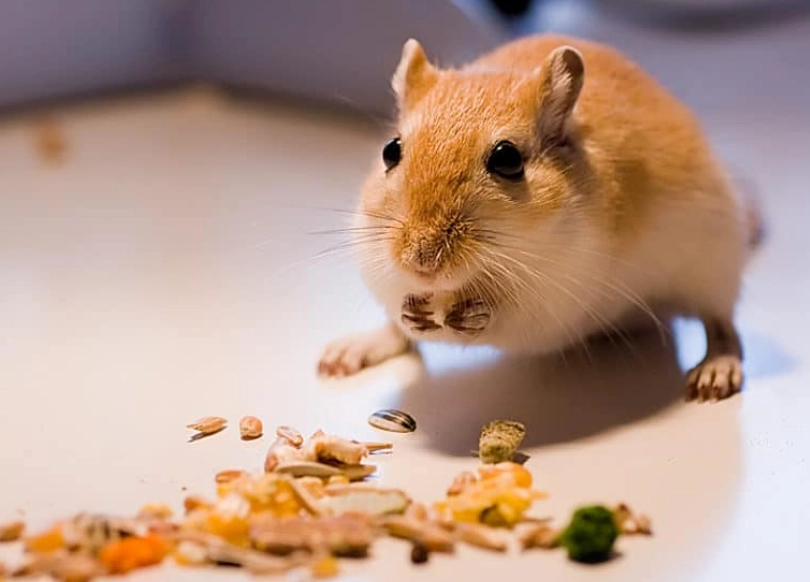 How often should I feed gerbils?