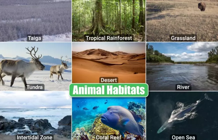 gerbil enclosure setup