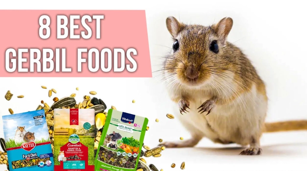 What can gerbils eat and not eat