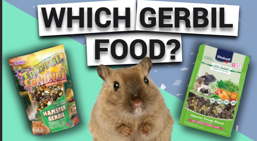Choosing the Best Gerbil Food: A Complete Nutrition Guide