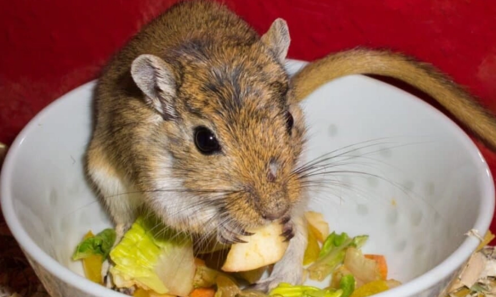 foods toxic to gerbils foods toxic to gerbils