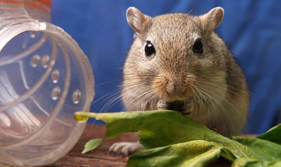 how much to feed a gerbil
