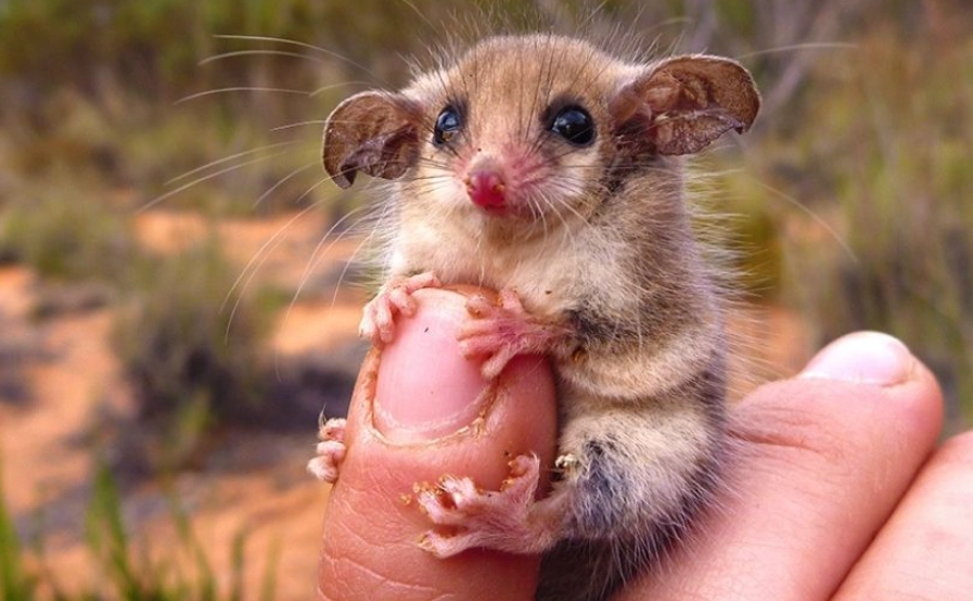 small mammals as pets