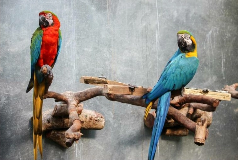 parrot care guide parrot care guide