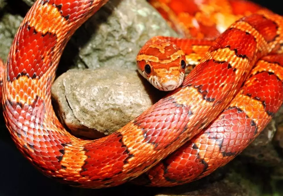 snake feeding schedule snake feeding schedule