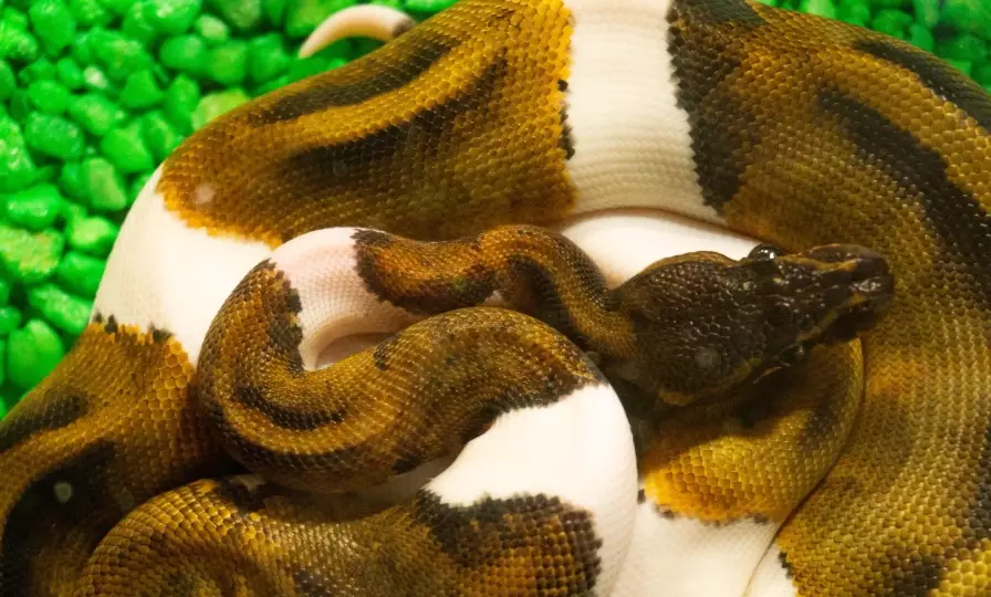 how often to feed ball python how often to feed ball python