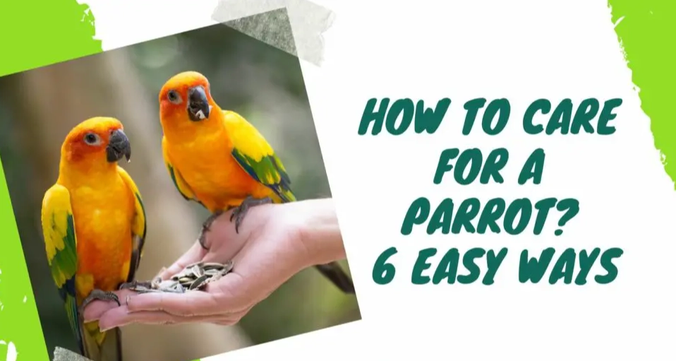 Are parrots easy to take care of?