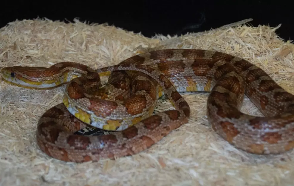 feeding pet snake feeding pet snake