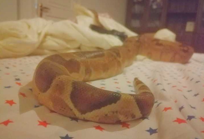 how often to feed ball python
