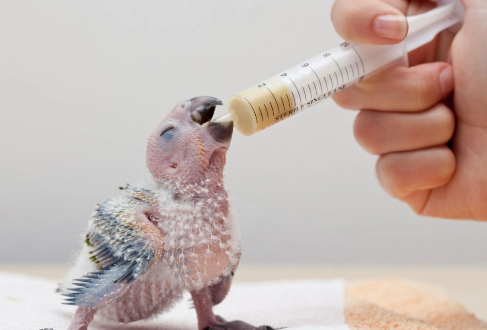 easy pet birds easy pet birds