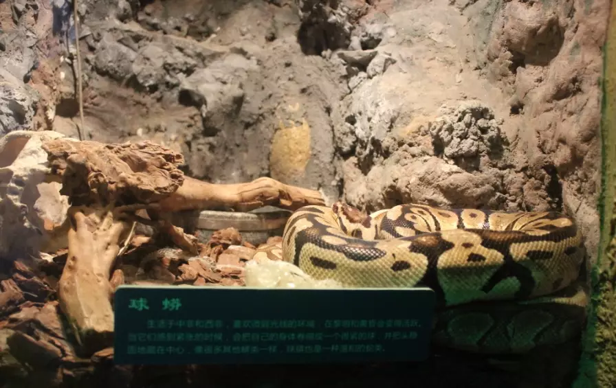 ball python feeding schedule ball python feeding schedule