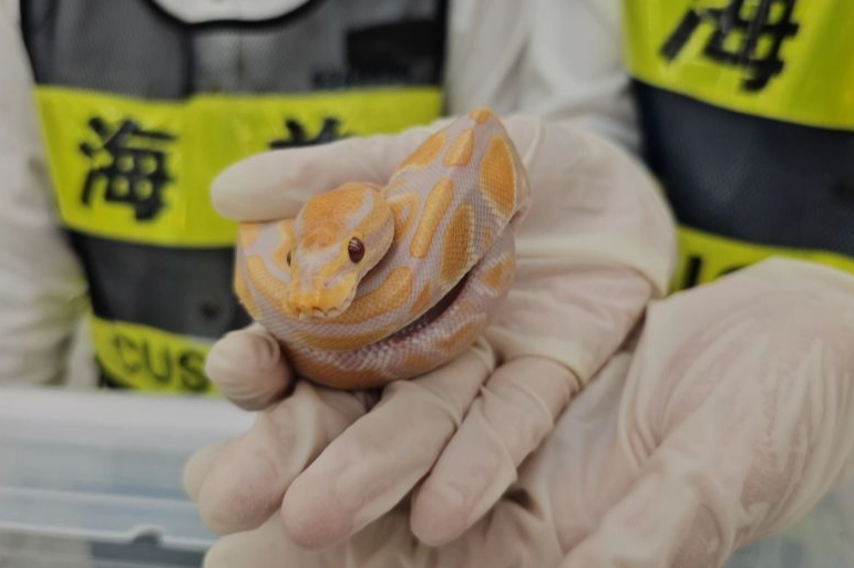 how much to feed a ball python how much to feed a ball python