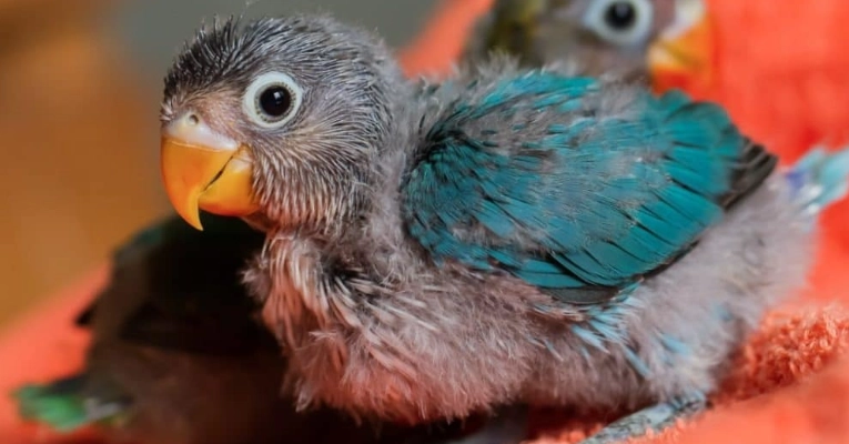 parrot chick development