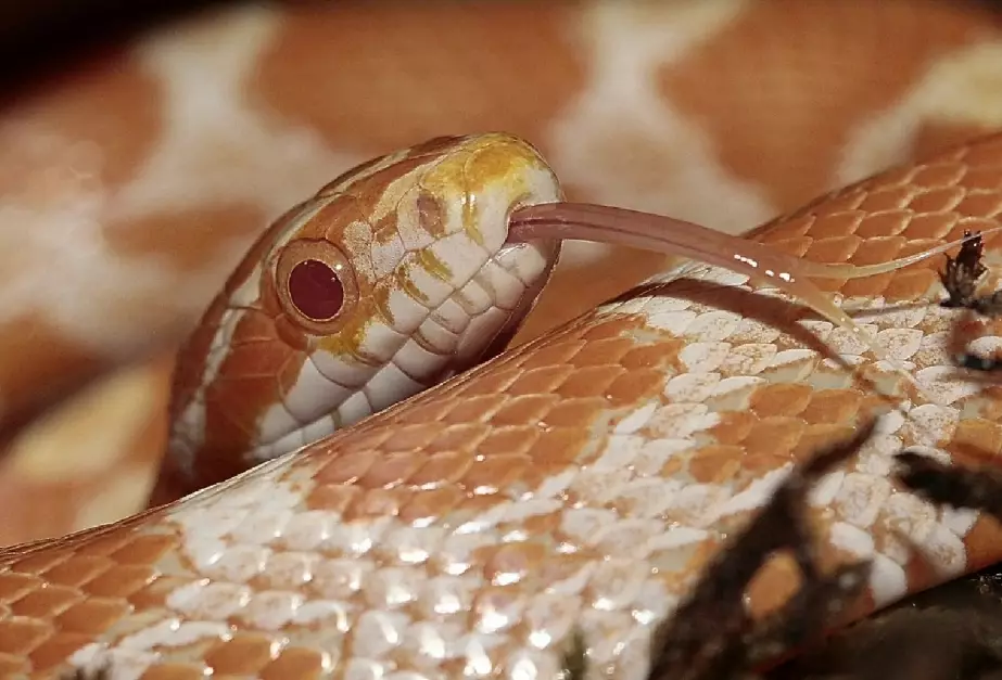 corn snake feeding chart