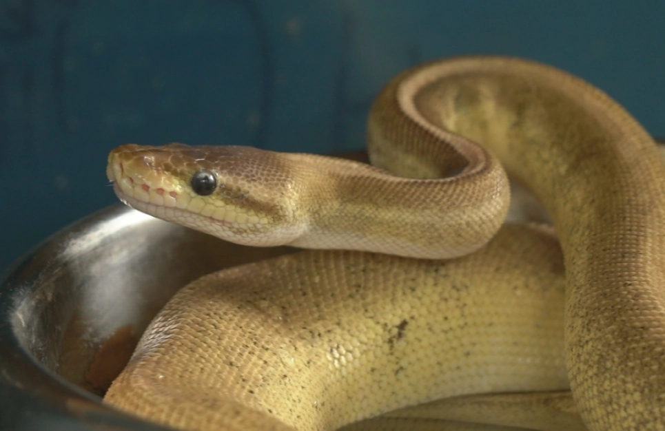 ball python feeding schedule ball python feeding schedule