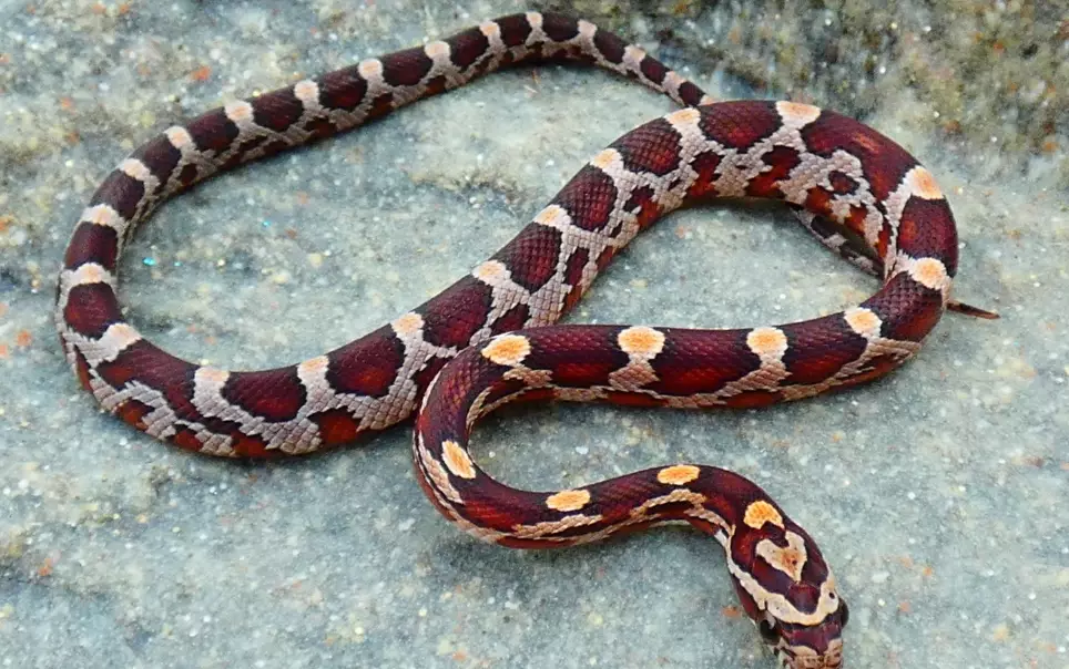 how often to feed a snake how often to feed a snake