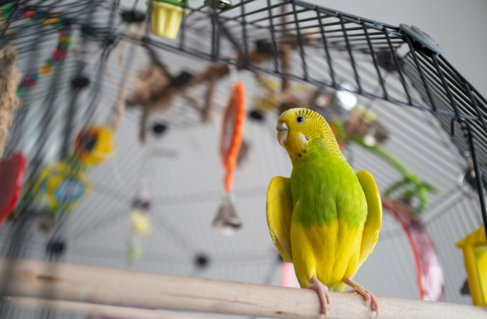 easy pet birds easy pet birds