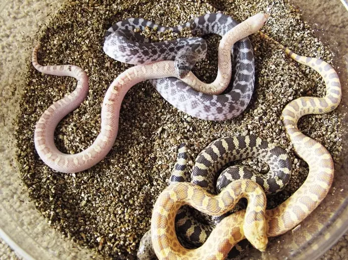 baby snake care baby snake care