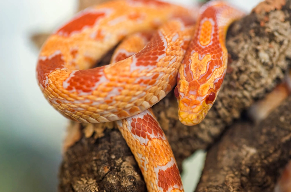 how much should i feed my snake how much should i feed my snake