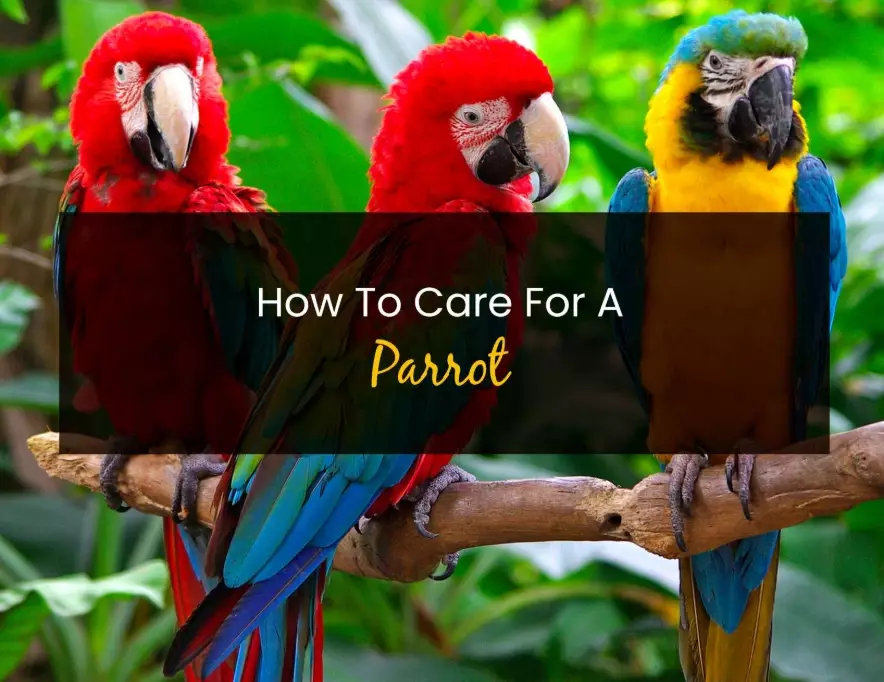how to take care of a parrot