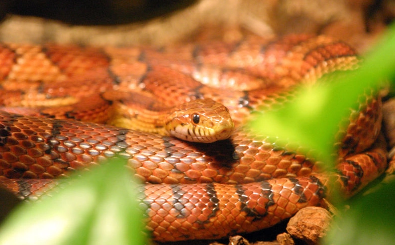 snake feeding schedule snake feeding schedule