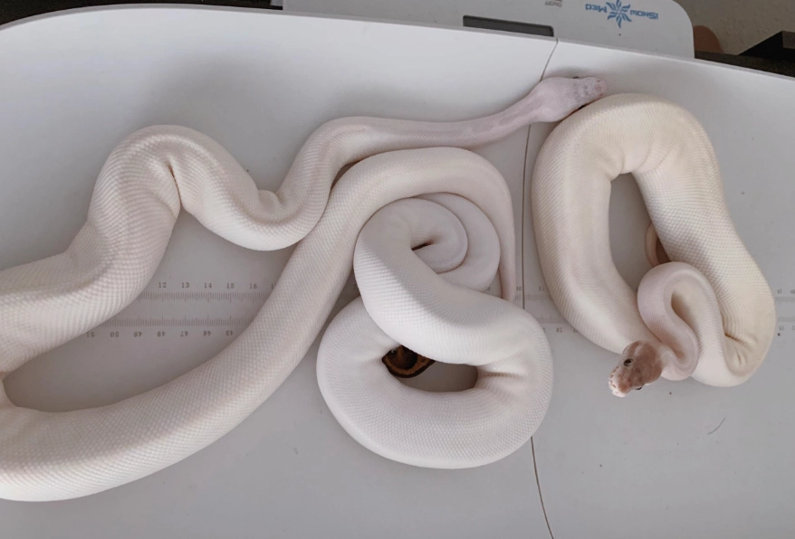 Ball python feeding chart by age