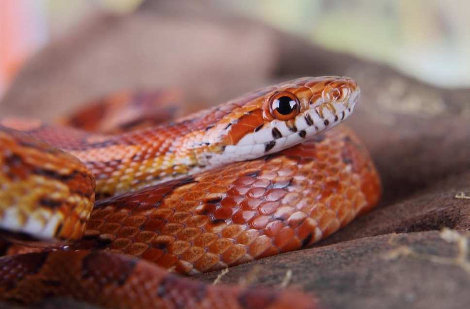 how to feed a snake how to feed a snake