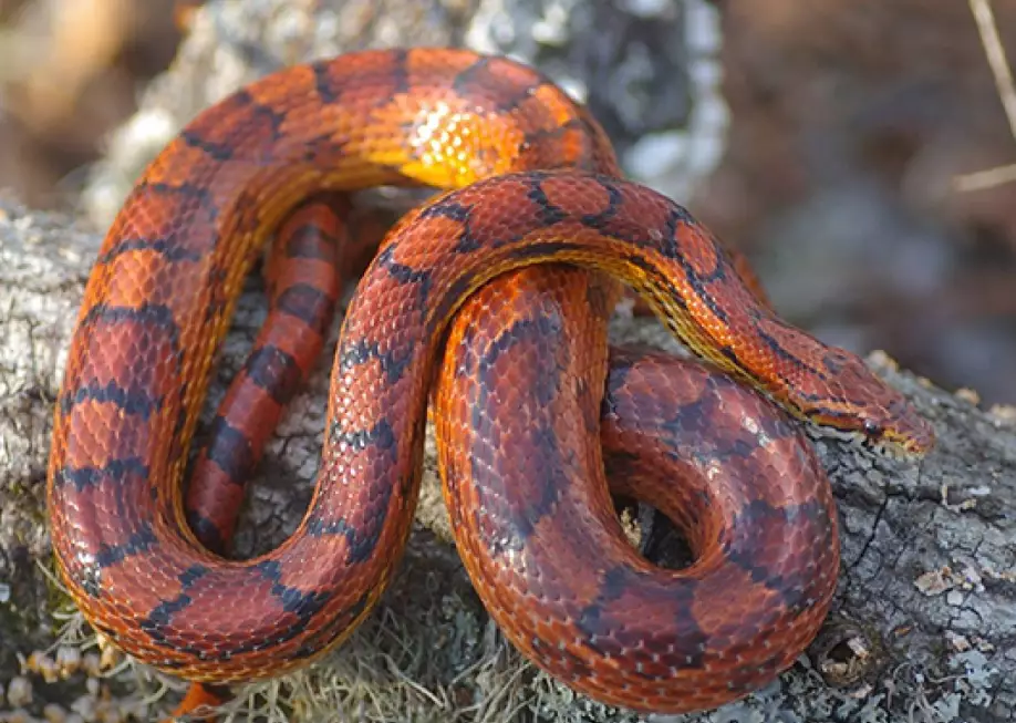 How to feed a snake for beginners?