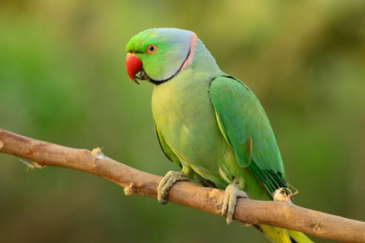 Green parrot care guide