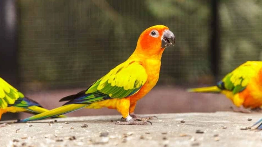 best parrot for beginners best parrot for beginners