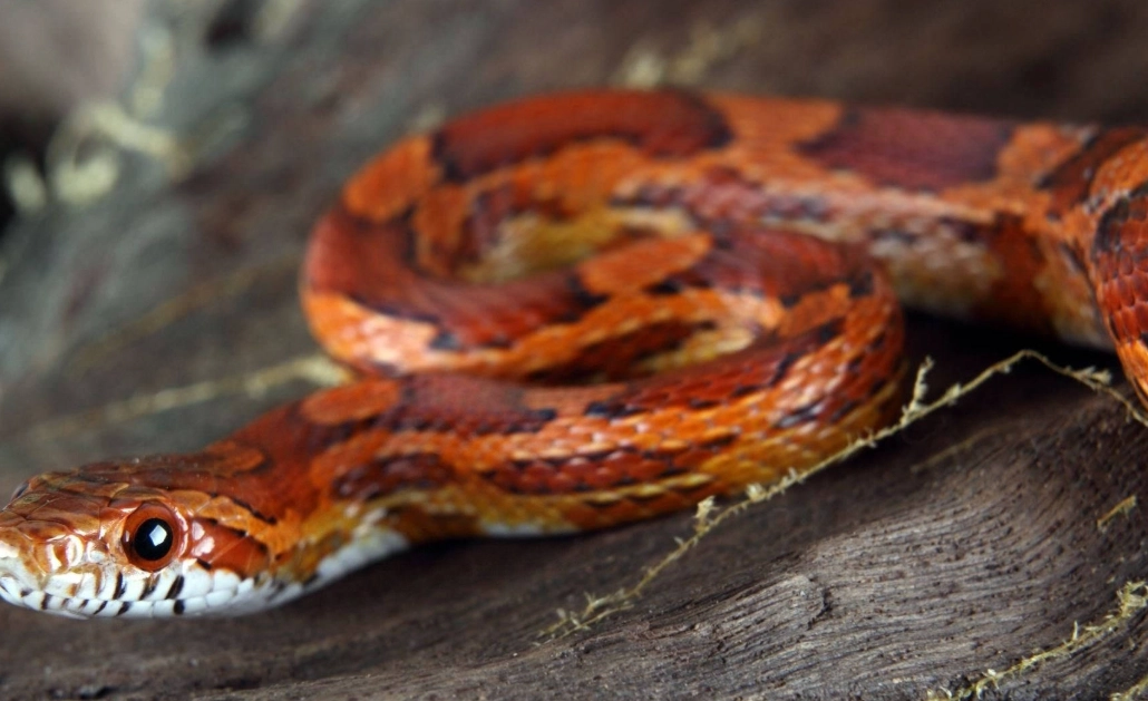 corn snake prey size